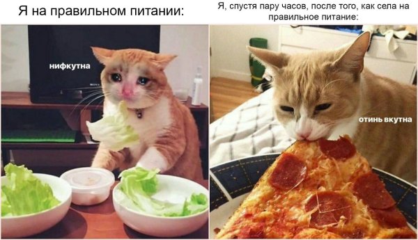 Мемы коты с салатом