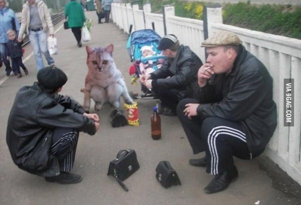 Коты мемы гопник