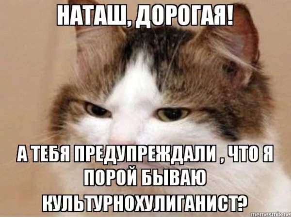 Мемы с котами и Наташей
