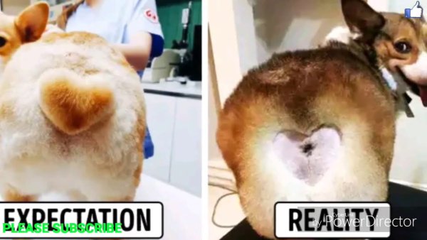 Попа собаки