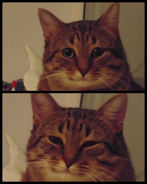 Кот конечно Мем