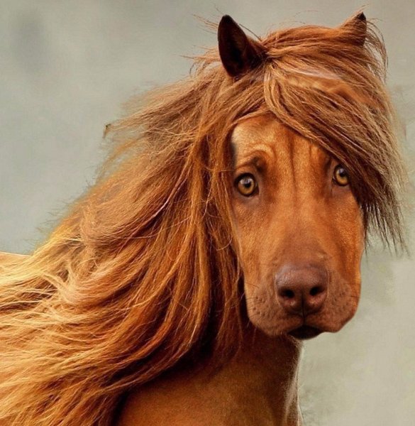 Собака с гривой