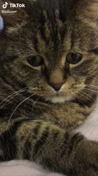 Грустный толстый кот