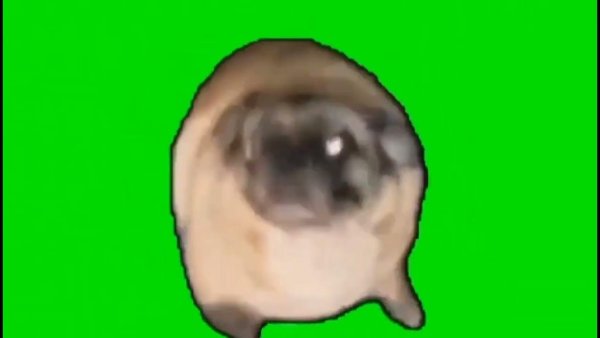 Танцующий Мопс на зеленом фоне