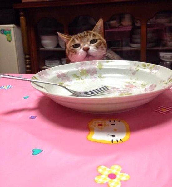 Котик с пустой миской