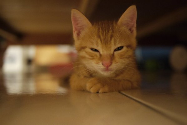 Кот прищурился