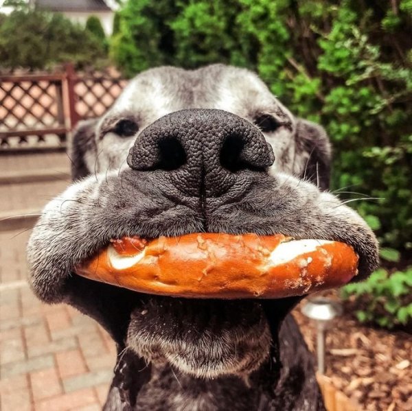 Смешная собака с большими щеками