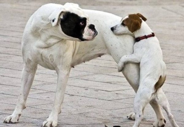 Большая и маленькая собака спариваются