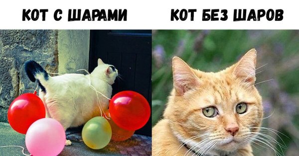 Кот Мем