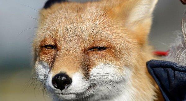 Хитрые лисы