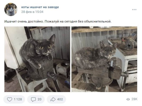 Грязный кот на заводе