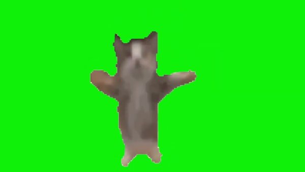 Кот на зеленом фоне