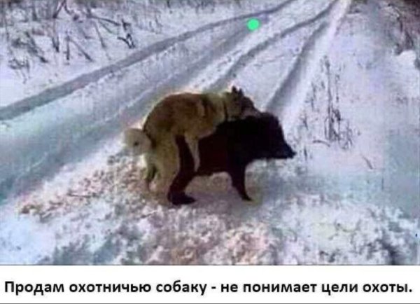 Продам собаку не понимает цели охоты прикол