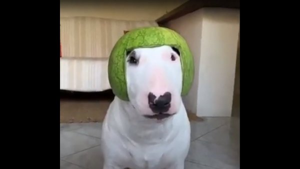 Собака с арбузом на голове