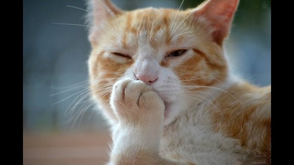 Кошка улыбается