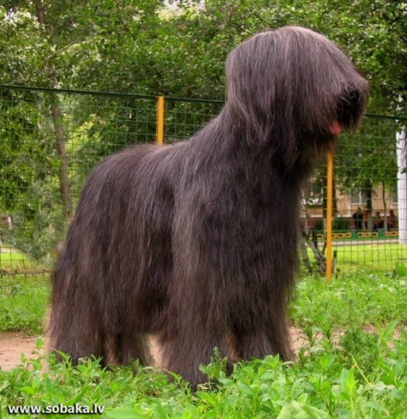 Бриар порода собак щенки