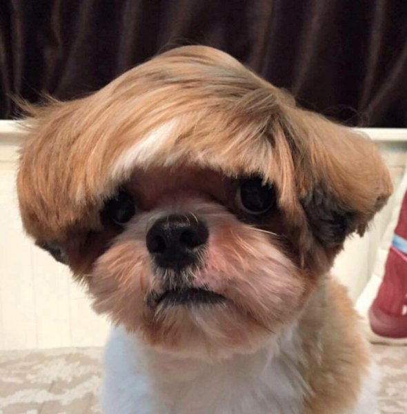 Лысый ши тцу