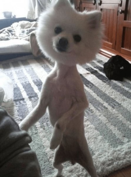 Шпиц стрижка Лев