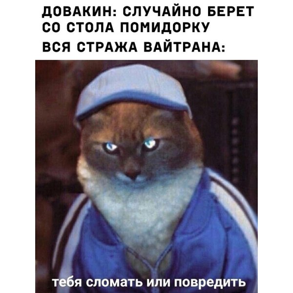 Коты в олимпийках