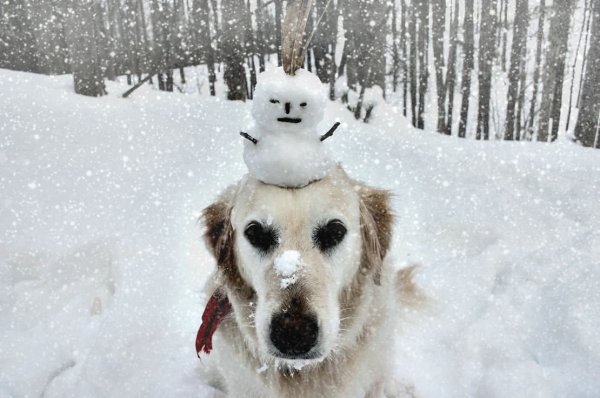 Собака радуется снегу