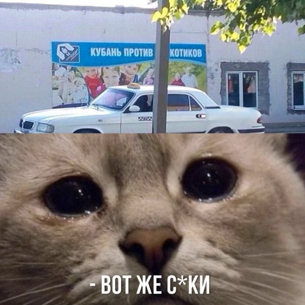 Мемы с котиками