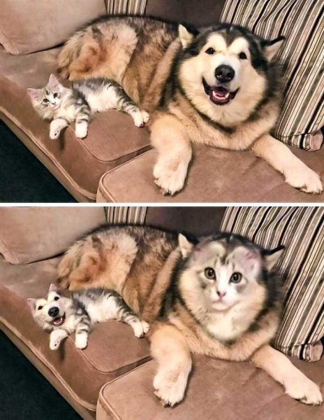 Кот с собаками Мем