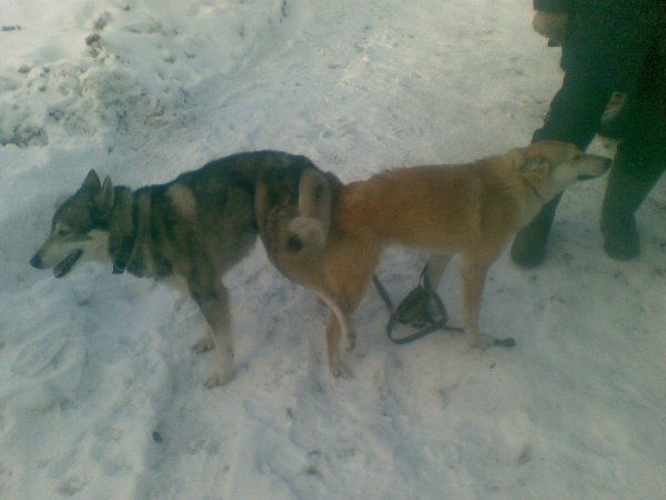 Продается охотничья собака