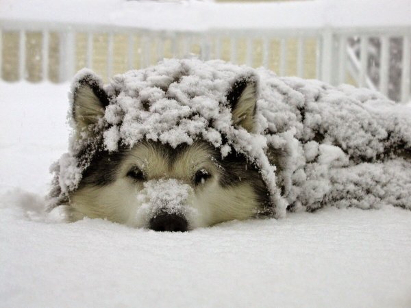 Собака снег зима