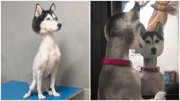 Стрижка хаски