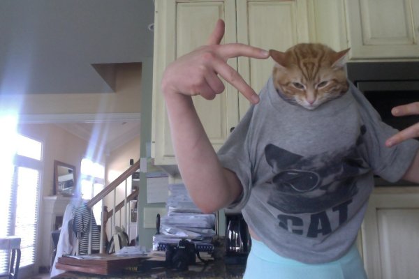 Мемный кот гопник