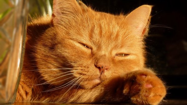 Кот на солнышке