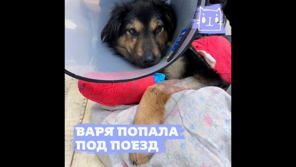 Варя как собак