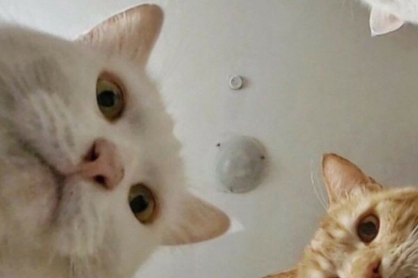 Коты мемы