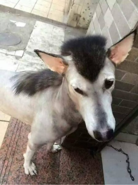 Стриженный хаски