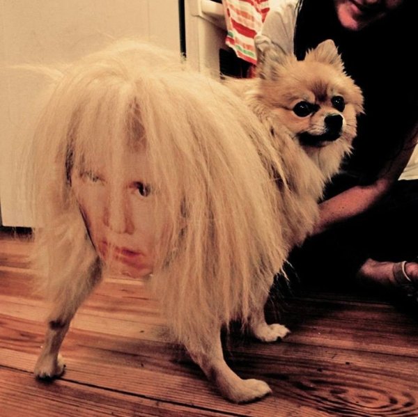 Неудачная стрижка шпица