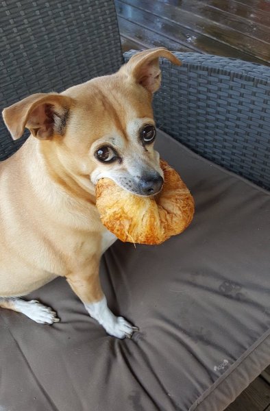 Собака булочка