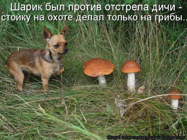 Смешные охотничьи собаки