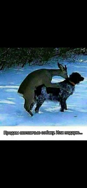 Собака на охоте прикол