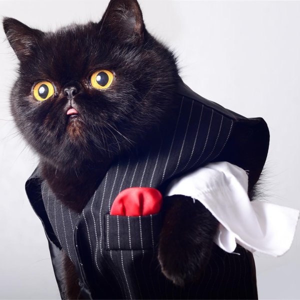 Кот в пиджаке