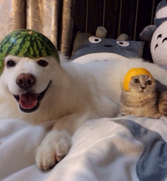 Котс рабузом на голове