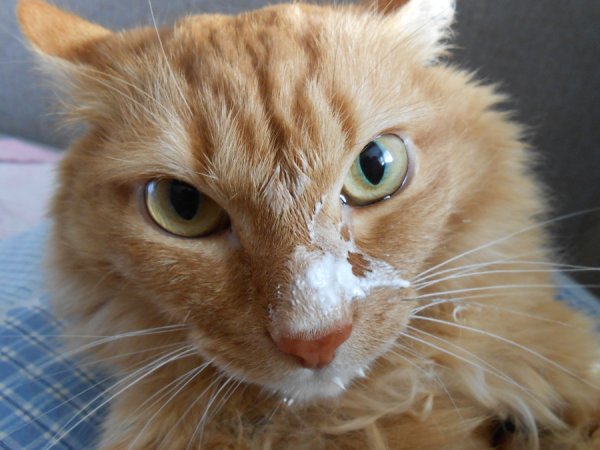 Наглая рыжая морда кота
