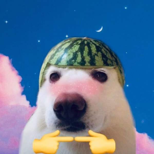 Собака в арбузном шлеме