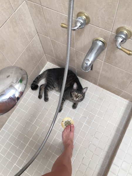 Котик в душе