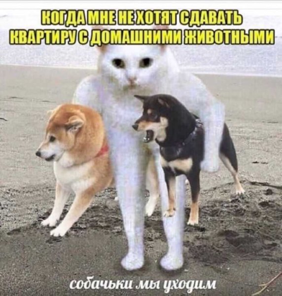 Собачки мы уходим
