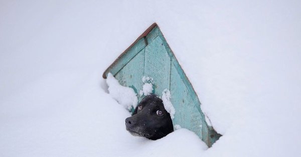 Собака в будке зимой