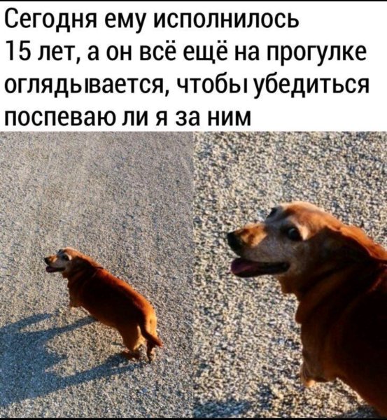 Самый хороший мальчик собака