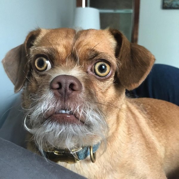 Собака с выпуклыми глазами