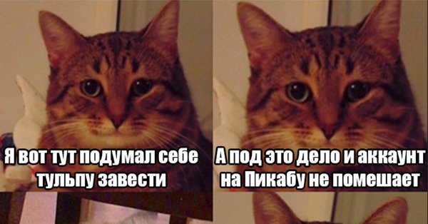 Кот Мем а потом