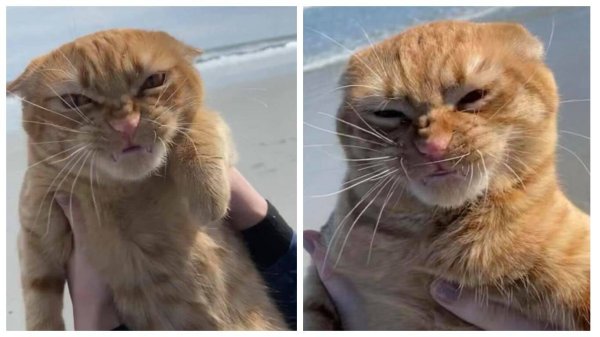 Недовольный кот на море