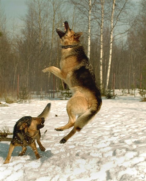 Немецкая овчарка на охоте